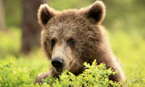 Медведь 13 декабря