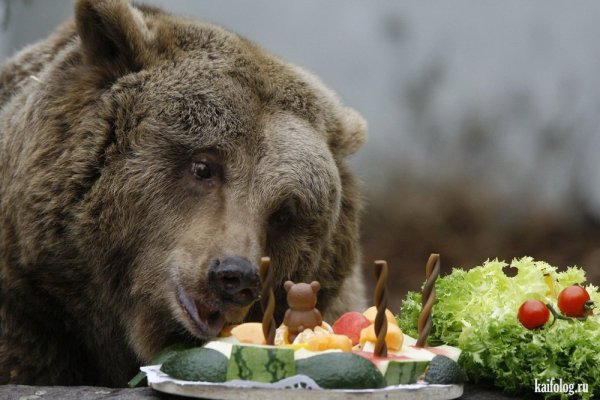 С днем рождения медведь