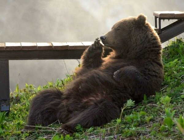 Добрый медведь