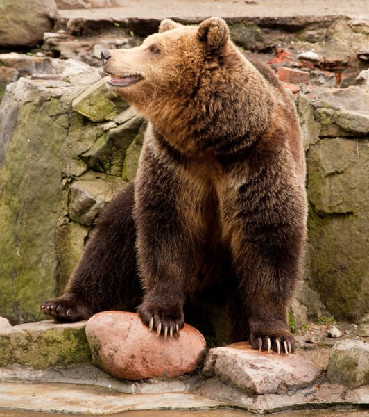 День медведя праздник