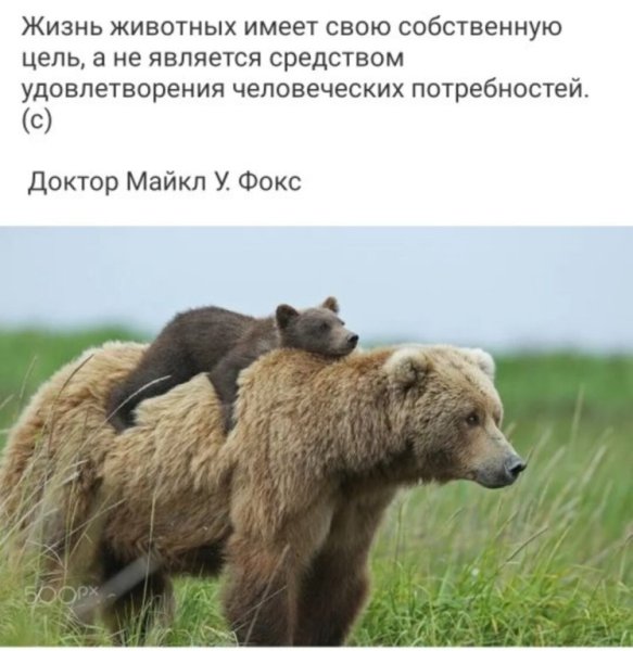 13 Декабря праздник день медведя