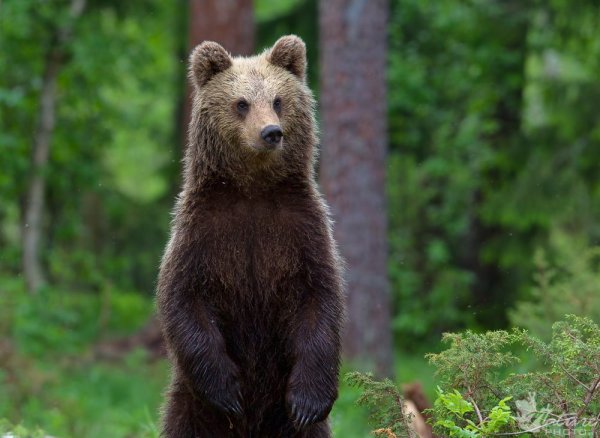 День медведя в России
