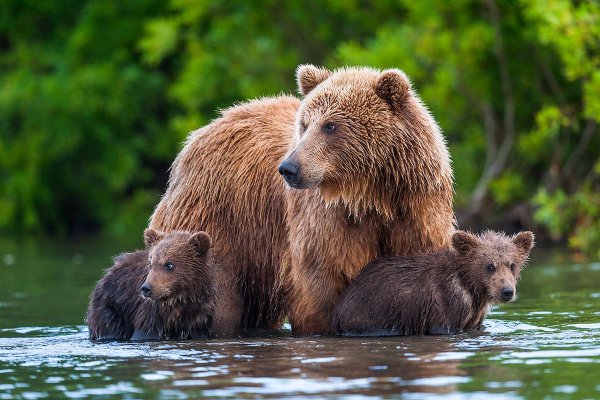 Медведь Россия