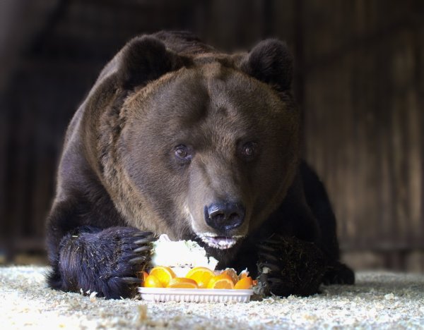 Екатеринбургский зоопарк медведь бурый