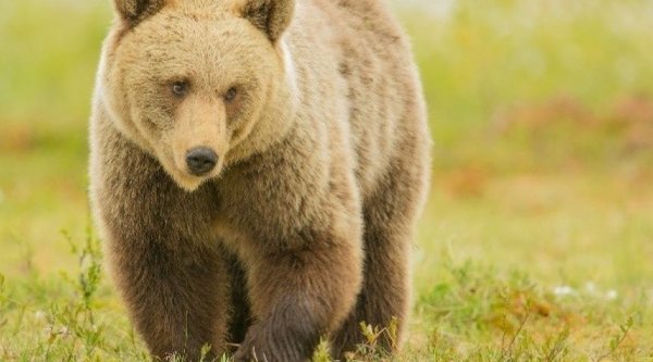 Куалы медведи картинки