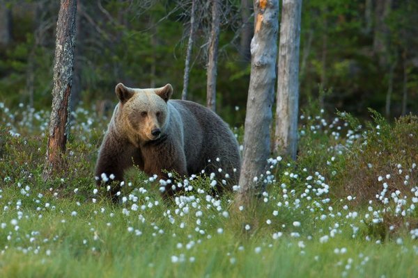 День медведя