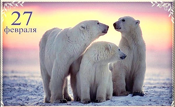 Международный день полярного белого медведя 27 февраля