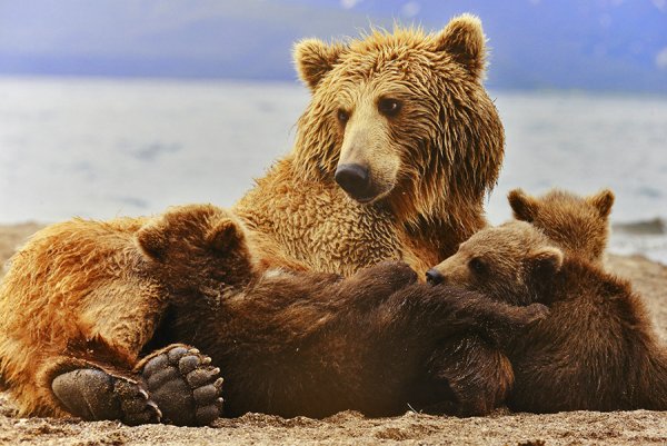 Николай Зиновьев медвежата