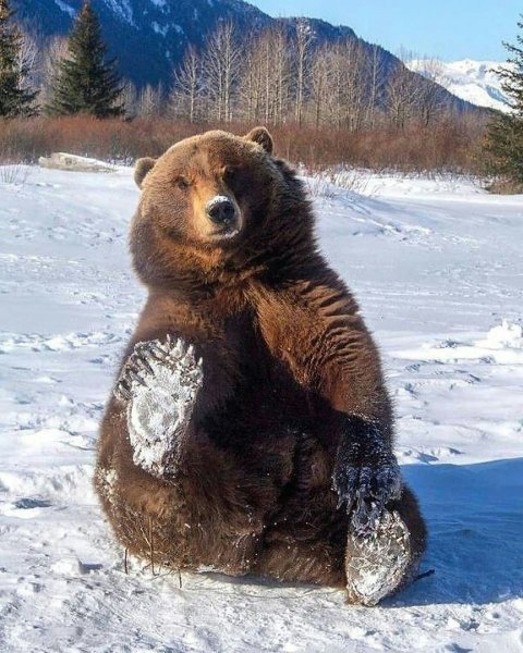 Мой медведь