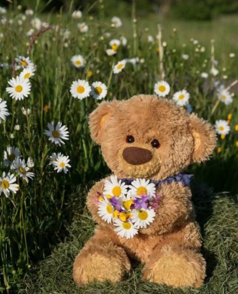 Медвежонок с ромашками