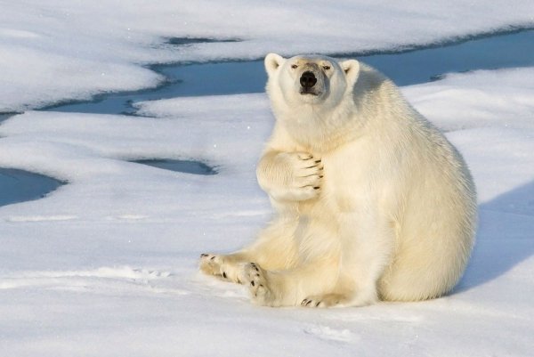 Животные враждуют медведь картинка