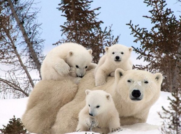 Камчатский бурый медведь