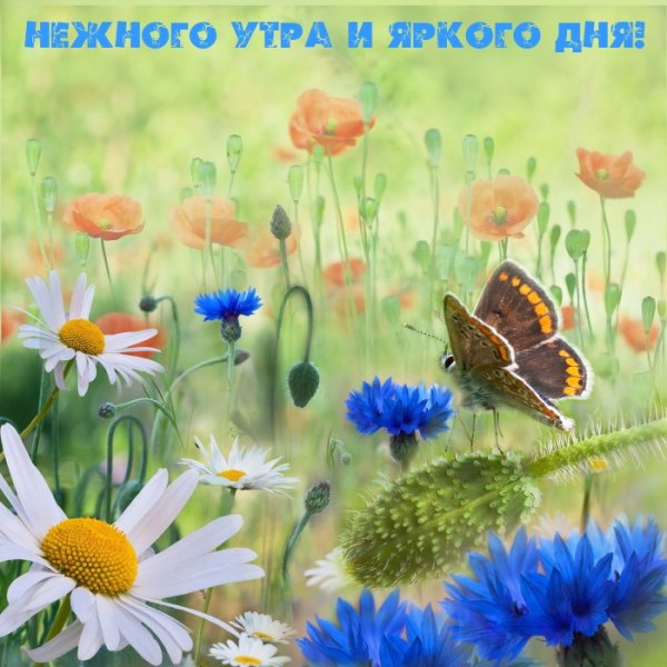 Яркие цветы летом