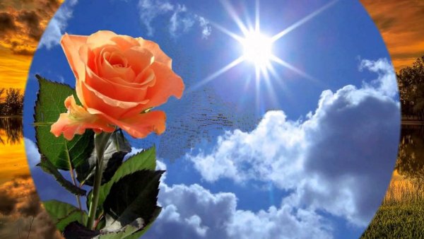 Розы на фоне неба