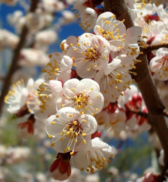 Абрикос дерево цветение