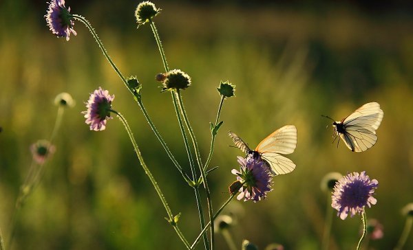 31 Июля календарь