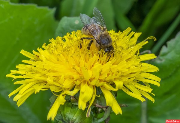 Емельяны Перезимники