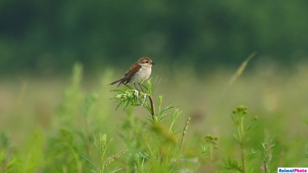 Емилиан Кизический икона