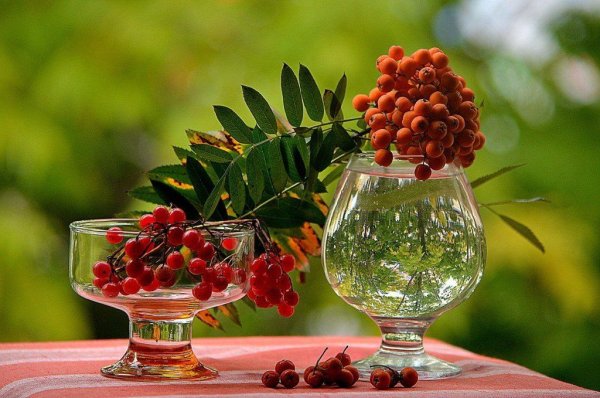 Ветка рябины в стакане