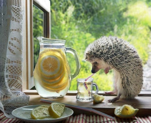 Елена Еремина ежики 2018