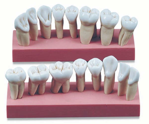 Модель зуба для лепки