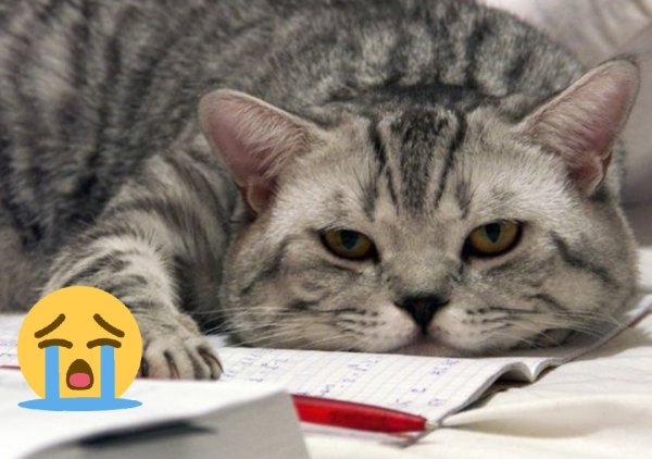 Ничегонеделание фото