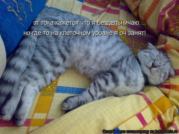 Ленивый человек