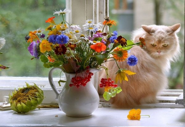 Доброе летнее утро с кошками