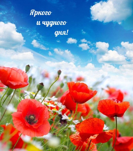 Добрый день гиф