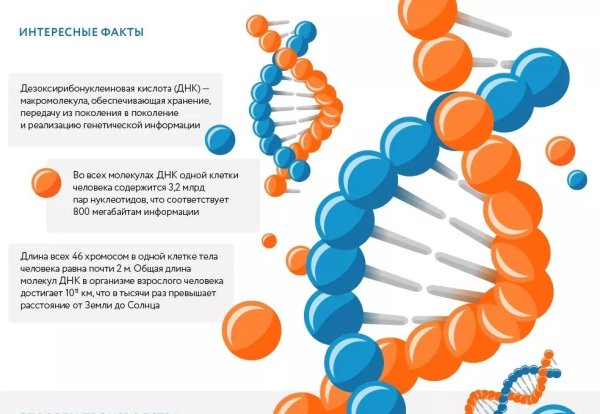 Биофизика геном