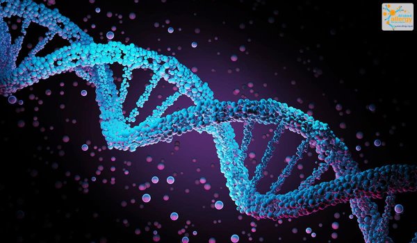 Функции ДНК