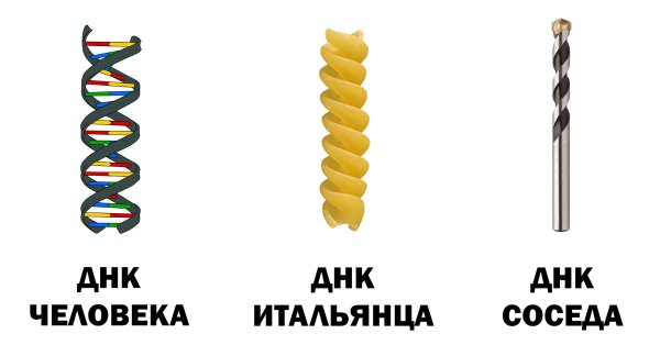ДНК
