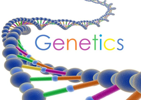 Репликация удвоения ДНК схема