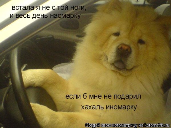 День вставания с той ноги картинки