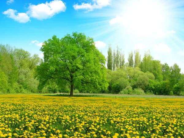 Пейзаж лето