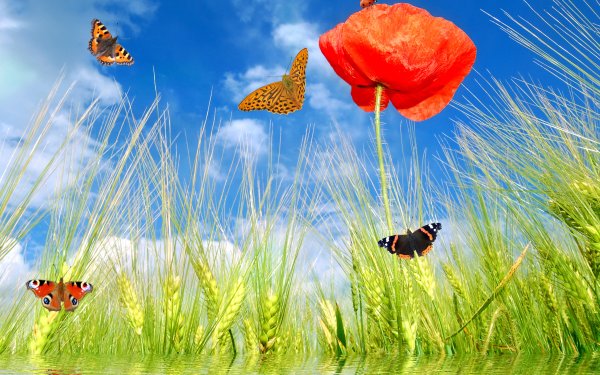 Удивительный мир природы