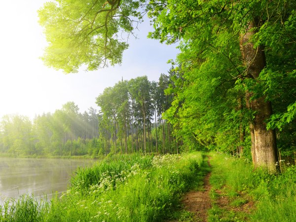 Красивый лес летом