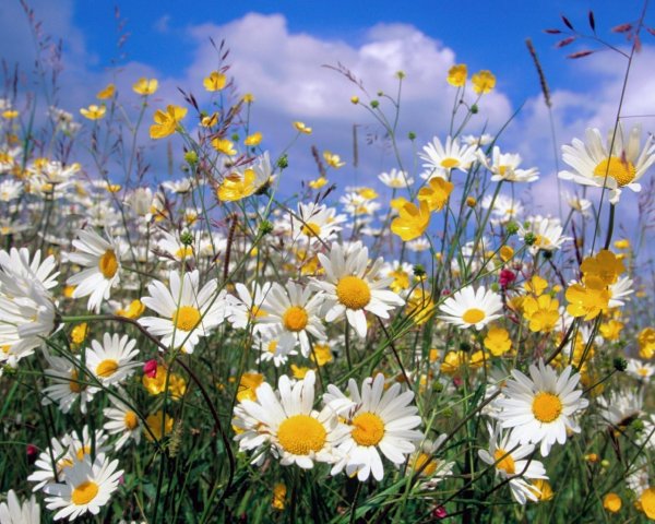 Полевые цветы