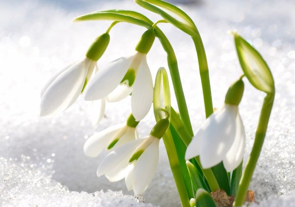 Весенние цветы