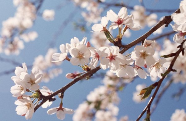 Цветы вишни