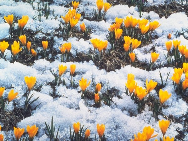 Байчечекей гулу