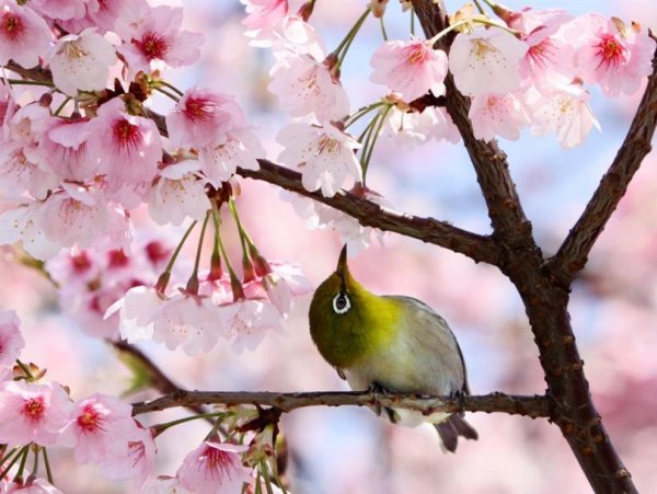 Птичка на Сакуре