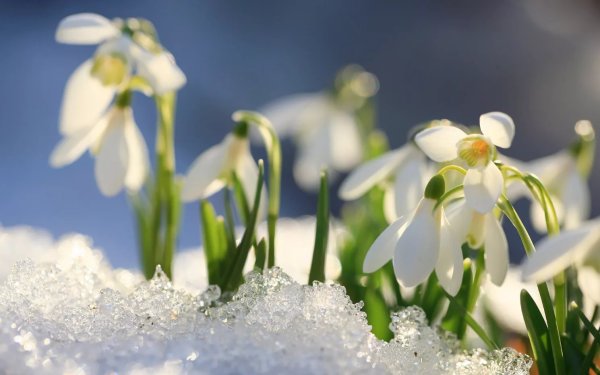 Подснежники в снегу