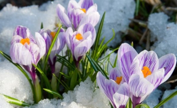 Ранняя Весна