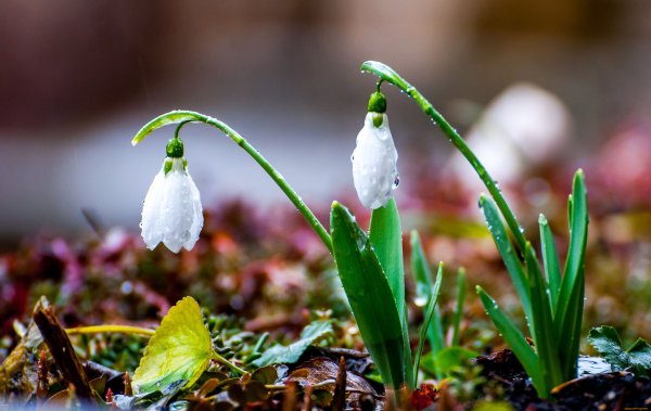 Коваль подснежники