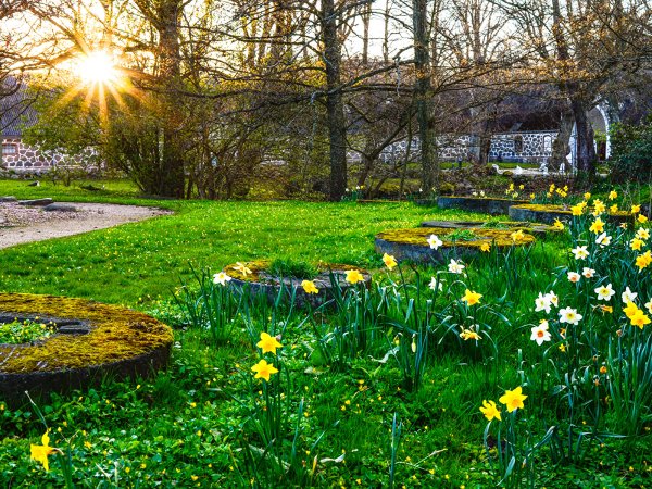 Гатчина парк нарциссы