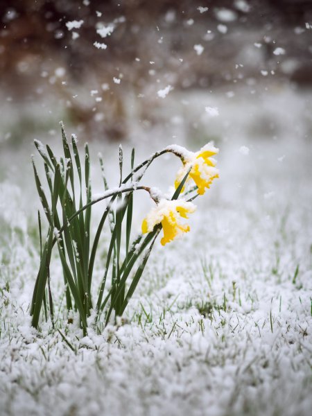 Первоцветы нарциссы