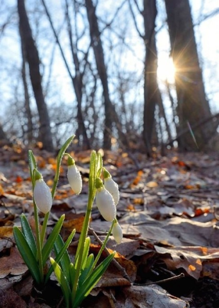 Март природа