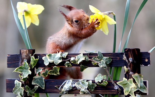 Прикольный зверек с цветком