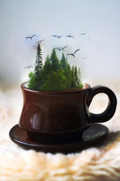 Лес в кружке